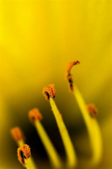 macro photography of flower pollen photo – Free Image on Unsplash