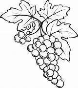 Printable Bunch Of Grapes Coloring Page – SupplyMe sketch template