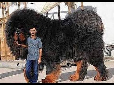 #BiggestDog Found On Earth | Tibetan Mastiff| Kangal | Pitbull | rottweiler | #GermanShepher ...