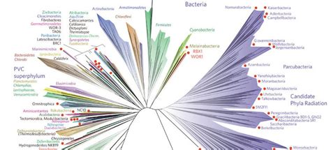 Scientists Have Published a New Tree of Life