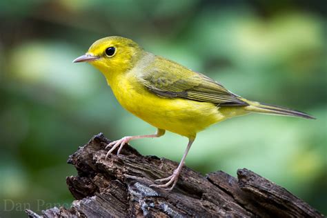 Hooded Warbler - Female ? Laffite's Cove Fall 2013 | Flickr - Photo Sharing!