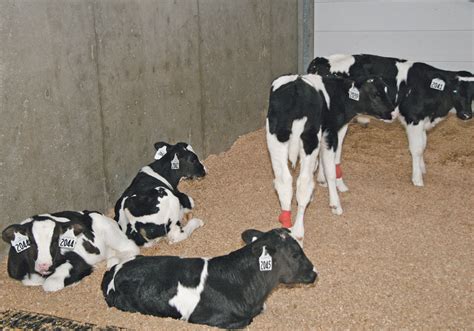 Holstein Calves