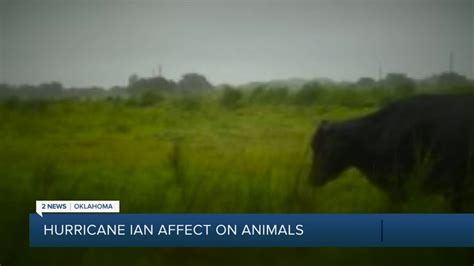 Hurricane Ian's impact on animals in Florida - YouTube