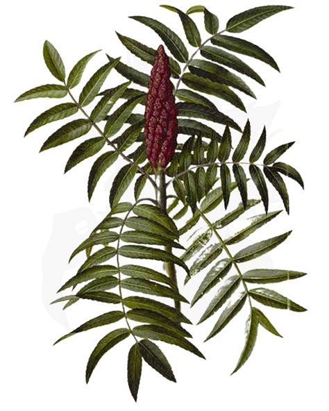 Staghorn Sumac - A Foraging Guide to Its Food, Medicine and Other Uses