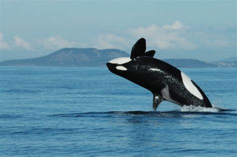 SeaWorld orca breeding ban disappoints some scientists | CBC News