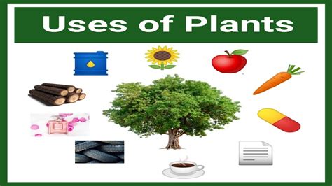 Uses of Plants | Plants and their Uses | Plants Uses | Plants our Friends Class 2 | Class 2 EVS ...