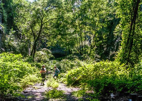 NEW SAVANNA: Nature insisting on life among the detritus of civilization