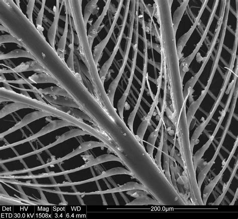 Bird's feather under electron microscope | Magnified 1500 ti… | Flickr