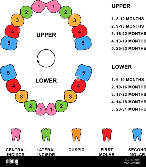 Child teeth dentition anatomy with descriptions. Child jaw parts - central incisor, lateral ...