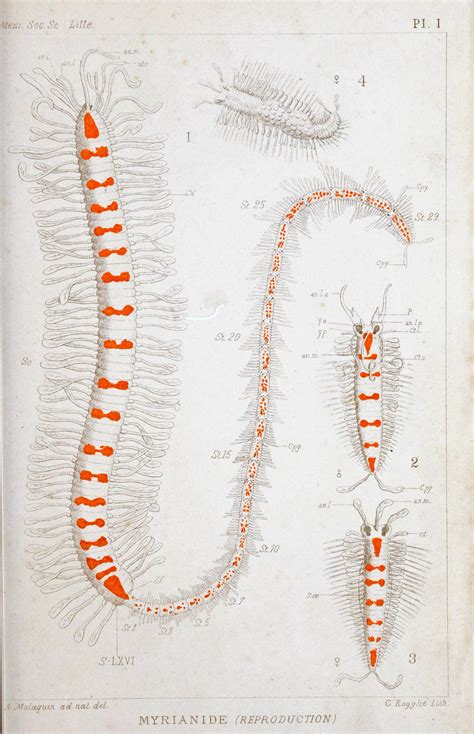 Polychaeta Species on Twitter: "Oh wow! First digitization of Malaquin 1893, a massive 477 pages ...