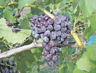 Seedless table grapes: The sleeping giant of specialty crops - Country Folks Grower