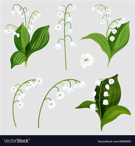 Isolated set lily valley bouquet elements Vector Image