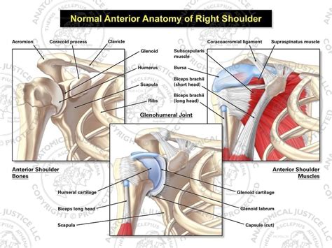 Anterior Anatomy of the Right Shoulder