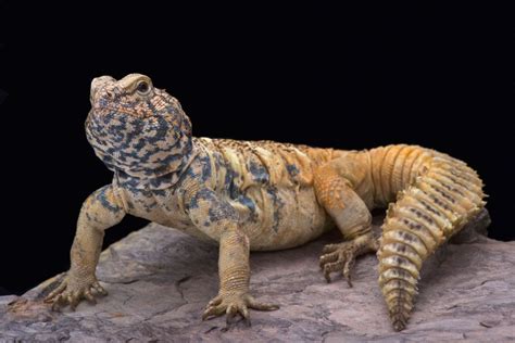 Tips for Picking a Healthy Uromastyx - Uromastyx Canada