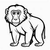 Baboon Outline Black And White Cute coloring book  Premium AI sketch template