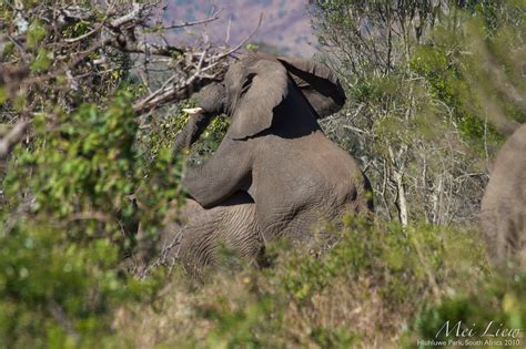 100617_101 African Elephants mating in Hluhluwe | Elephant a… | Flickr