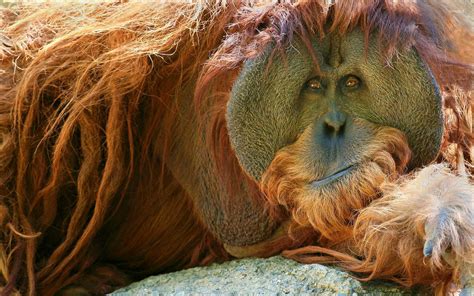 Orangutan Wallpapers - Wallpaper Cave