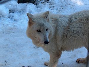 Vancouver Coastal Sea wolf Facts for Kids