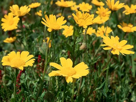 Flower Gallery :: Asteraceae :: 653_01