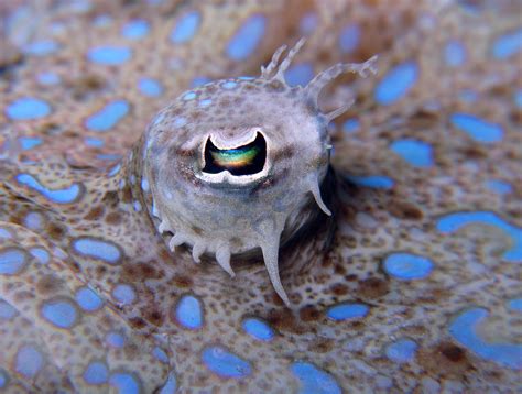 Peacock Flounder Eye Photograph by Ellen Muller - Fine Art America