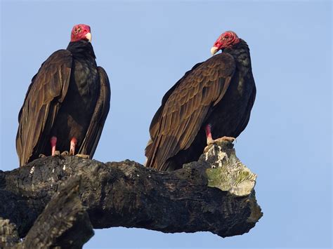 How Big Are Turkey Vultures? (Wingspan + Size) | Birdfact