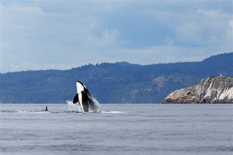 Best Time to See Orcas in San Juan Islands - Savored Journeys