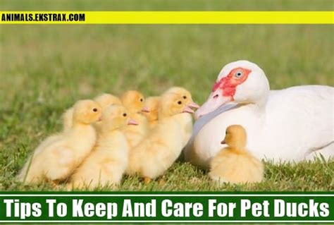 Tips to keep and care for Pet Ducks