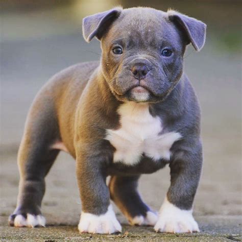 a brown and white puppy standing on top of a dirt field