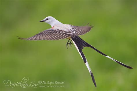 Scissor-tailed Flycatcher in Flight | Daniel Lim Photography