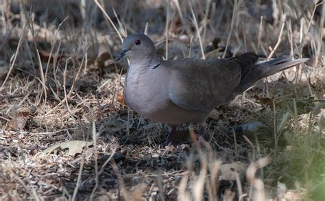 What is the State Bird of Minnesota? – 10,000 Birds