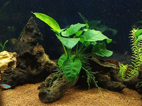 Anubias Barteri: Effortless Beauty for Your Aquarium - GreenAquarium