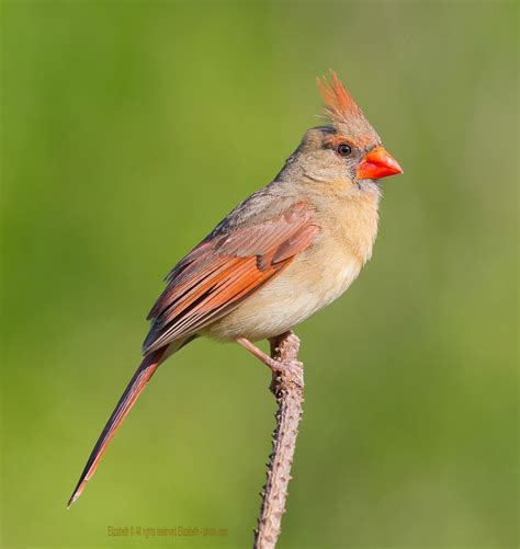 Northern Cardinal Female | Northern cardinal, Cardinal, Beautiful birds