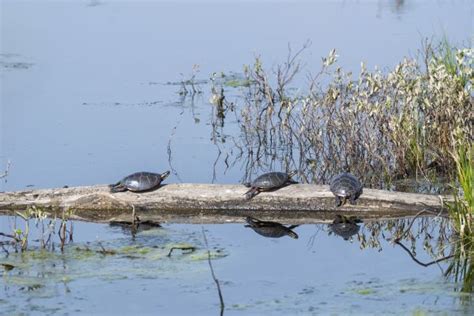 Free Images : nature, wildlife, turtle, reptile, fauna, canada, quebec, sherbrooke, tortue ...