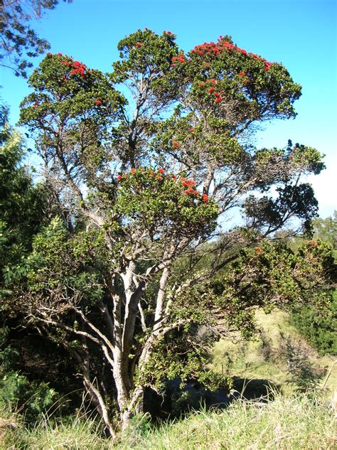 32 Most Common Trees in Hawaii - ProGardenTips