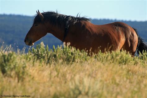 Spring Creek Basin Mustangs | Tracking the Wild Horses of Spring Creek Basin | Page 80