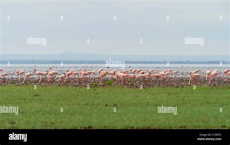 Flamingos Lake Manyara Tanzania Stock Photo - Alamy