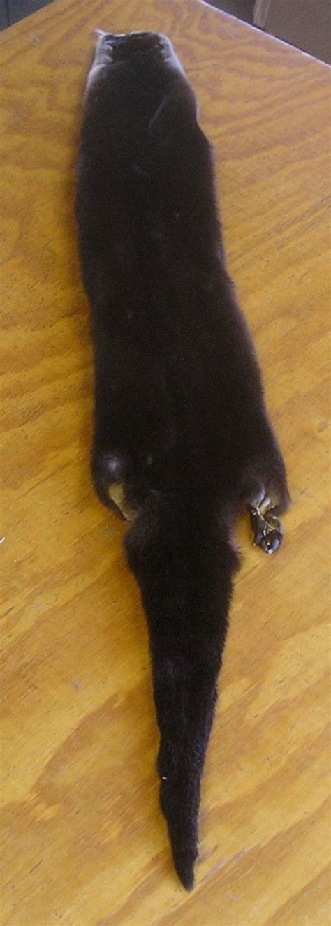 River Otter Pelt with Feet & Claws