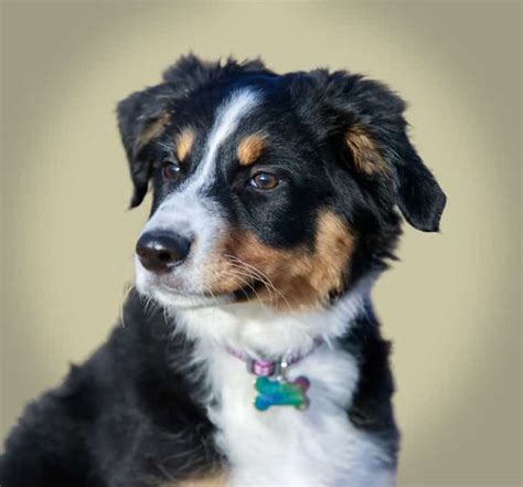 Mini Australian Shepherd: Big Energy in a Small Bundle