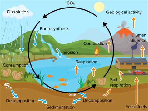 Carbon Cycle ( Read ) | Biology | CK-12 Foundation