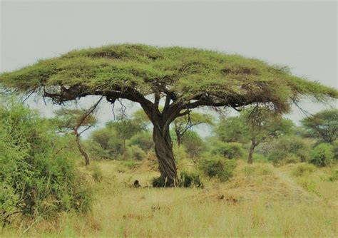 Common Trees During The Safari in Tanzania - Tanzania Safari Travel ...