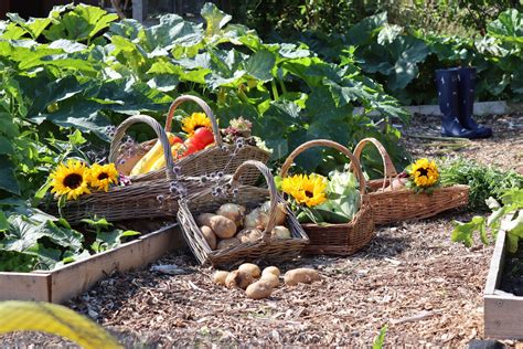 Harvesting in September: What you need to know