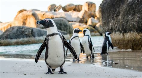 African Penguin Habitat