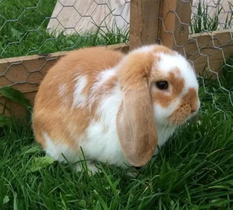 Mini Lop – Breed Rabbits