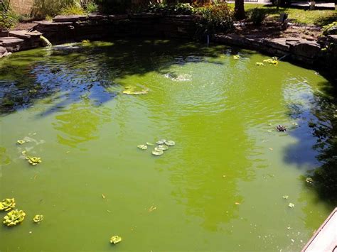 Large Pond Algae Control - Hydrosphere Water Gardens