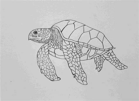 Turtle Pencil Drawing at PaintingValley.com | Explore collection of Turtle Pencil Drawing