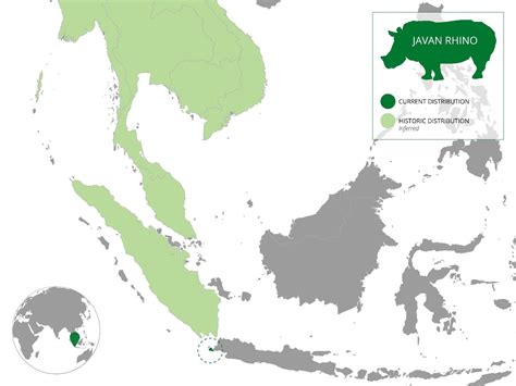 Javan Rhinos Population 2024 - Chad Meghan