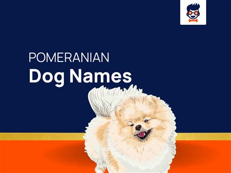 1270+ Pomeranian Names For Your Energetic And Spirited Companion!