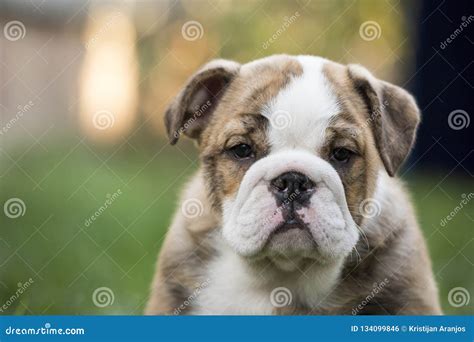 English Bulldog Puppies Backyard Playing Young Dogs Stock Photo - Image ...