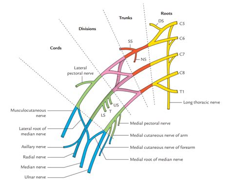 Brachial Plexus | Medical Junction