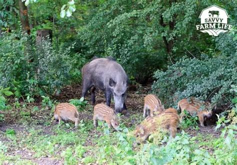 What A Female Pig Is Called & Other Female Pig Facts – Savvy Farm Life